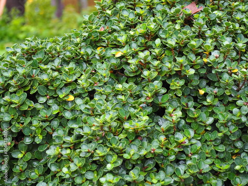 Circular ficus has dark green, round leaves with rounded tips and dew-wet. Ficus microcarpa L.f is shrub with light brown trunk and branches. All parts of tree contain thick white latex.
 photo