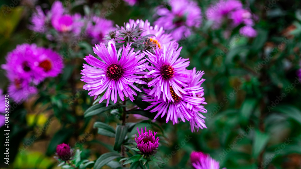 Obraz premium Lush deep purple asters with burgundy centres and water droplets on the petals - flowers in an autumn garden.