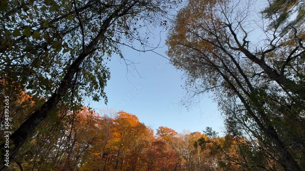 Big Sky Falltime Orange Leafed Tree Sweeping Wide Angle Upward View Big Sky Falltime Orange Leafed Tree Sweeping Wide Angle Upward View