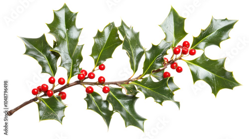 Sprig of European holly, isolated on white background photo