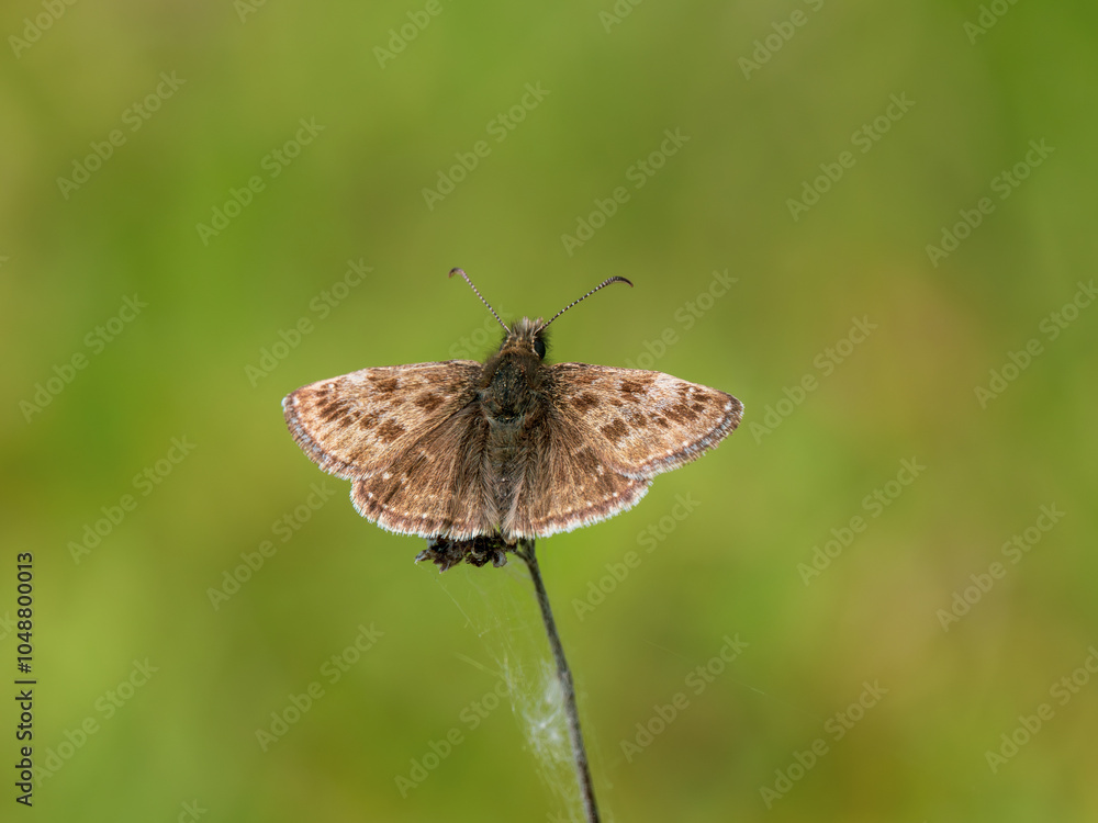 Obraz premium Dingy Skipper Butterfly Resting on a Plant Stem