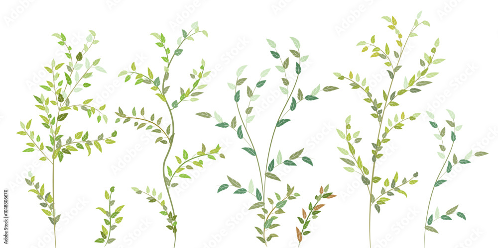 Fototapeta premium Branches of deciduous tree. Decorative green leaves, twigs similar to birch, alder, aspen, hazel. Attractive bright bushe, curly and fresh. Realistic botanical illustration on white background, vector