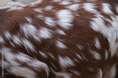 Close-up of a brown and white spotted dog\'s fur showing unique patterns with soft texture on a sunny afternoon photo