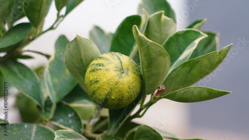 Φωτογραφία variegated pink lemon in close up shot