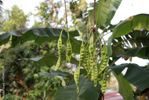 Принти на полотні Petai fruit on the tree