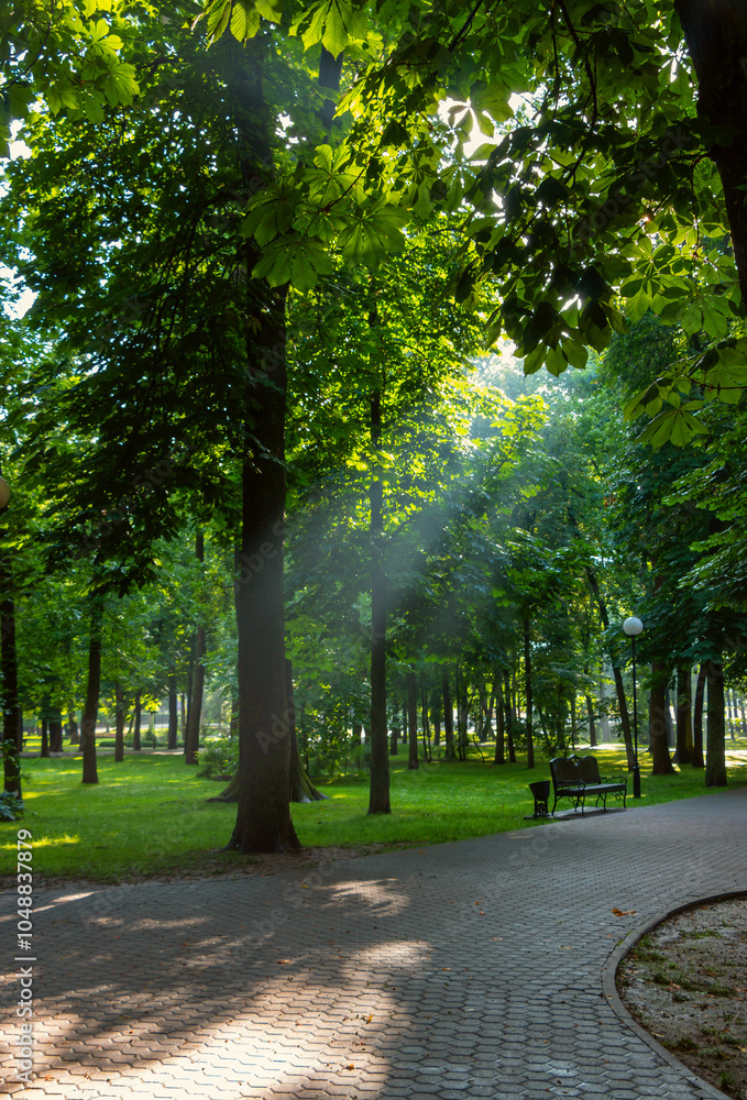 Obraz premium Park in the rays of the morning sun. Sunlight through the trees.