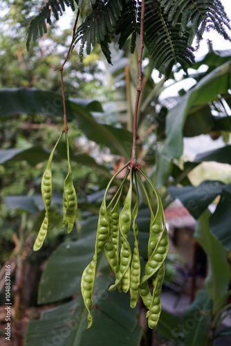 Petai fruit on the tree                      photo