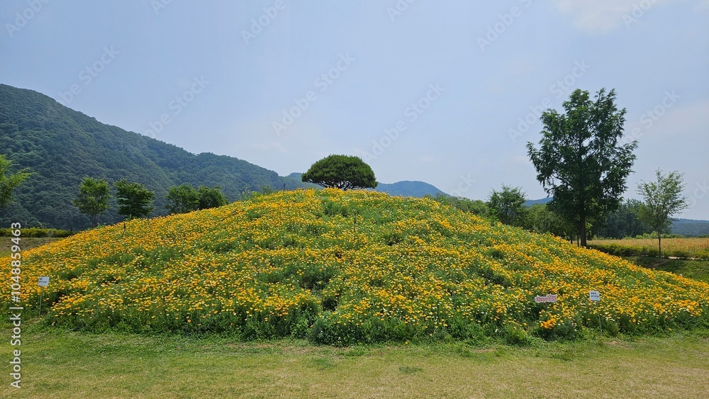 Obraz premium Yellow flower garden at the entrance of Jaraseom Island