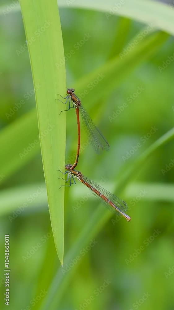 Red Damselflies Mating on Flag Iris Leaf Red Damselflies Mating on Flag Iris Leaf