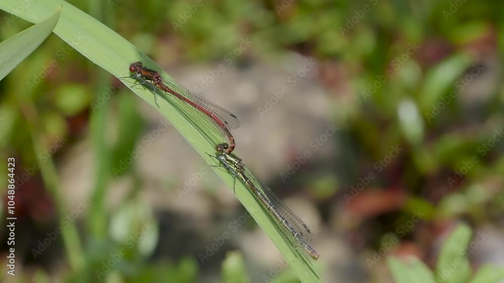 Red Damselflies Mating on Flag Iris Leaf