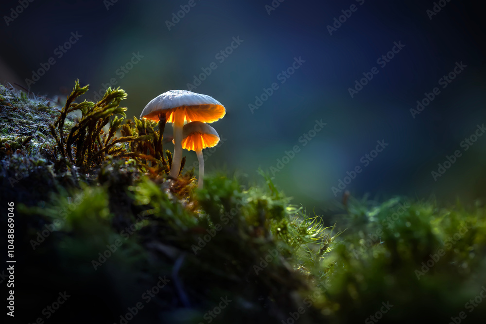 Fototapeta premium Mushrooms, one of nature's most beautiful creatures. Natural background.