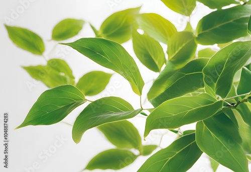 Leaf background photo frame
