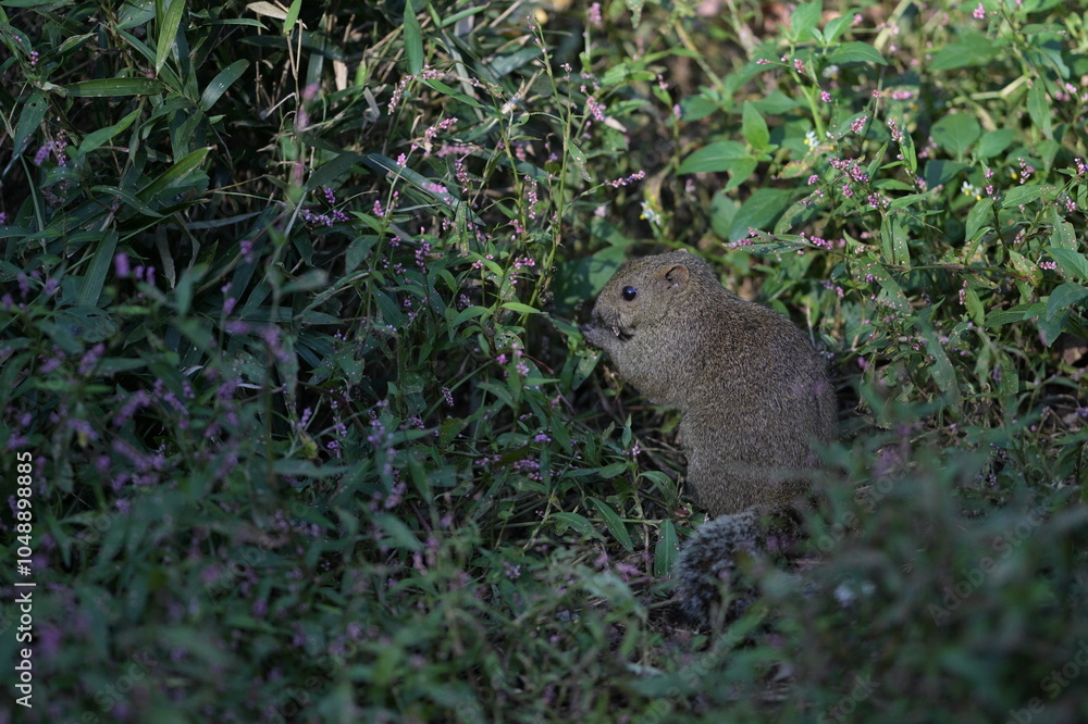 A cute little gray squirrel surrounded by a flower field A cute little gray squirrel surrounded by a flower field