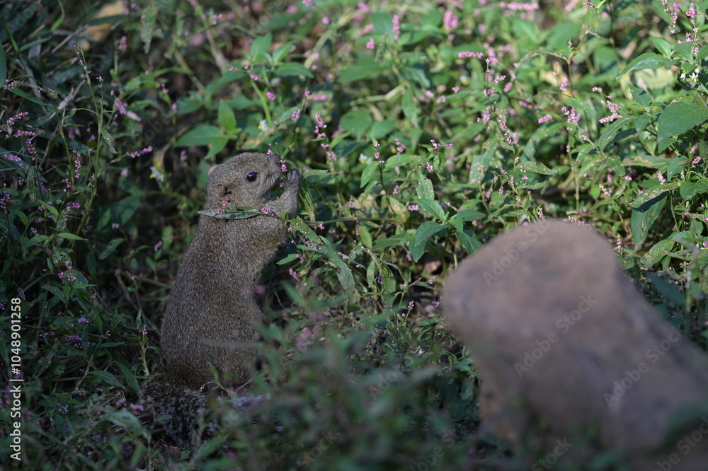 A cute little gray squirrel surrounded by a flower field A cute little gray squirrel surrounded by a flower field