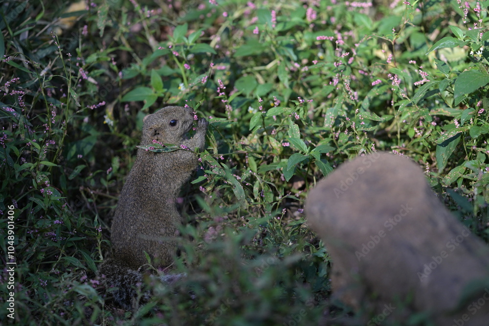 Fototapeta premium A cute little gray squirrel surrounded by a flower field