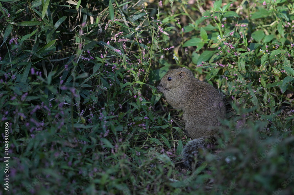A cute little gray squirrel surrounded by a flower field A cute little gray squirrel surrounded by a flower field