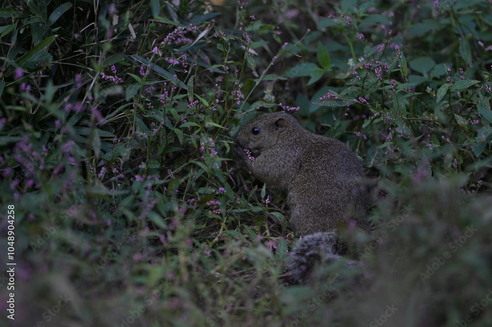 A cute little gray squirrel surrounded by a flower field A cute little gray squirrel surrounded by a flower field