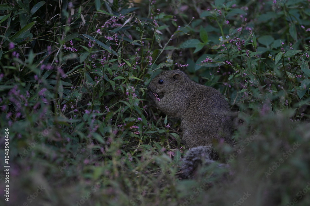 A cute little gray squirrel surrounded by a flower field A cute little gray squirrel surrounded by a flower field