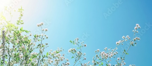 The early summer sky is blu...