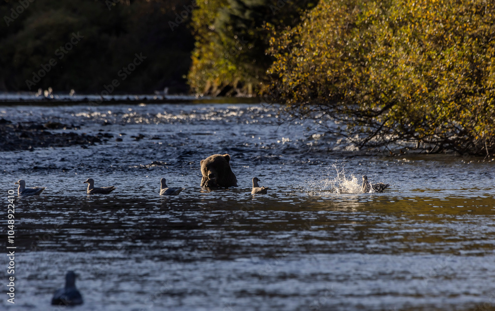 Fototapeta premium brown bear and gulls in the river
