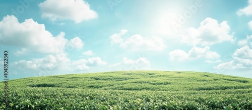 The background features tea...