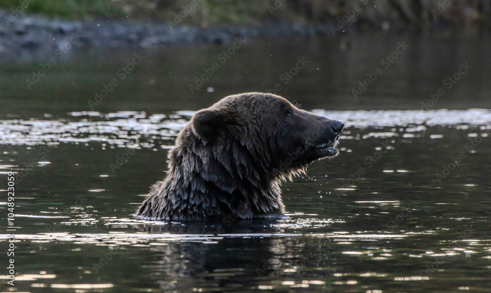 Naklejka premium brown bear in water