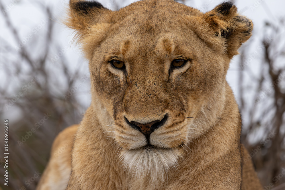Lions in the Savannah, South Africa Lions in the Savannah, South Africa