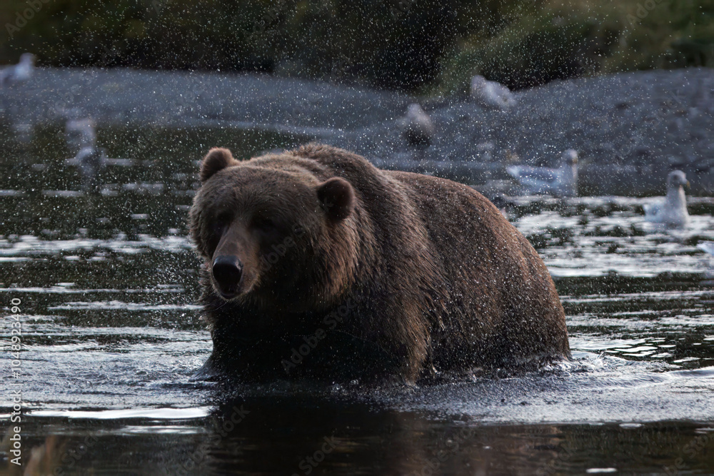 brown bear in water