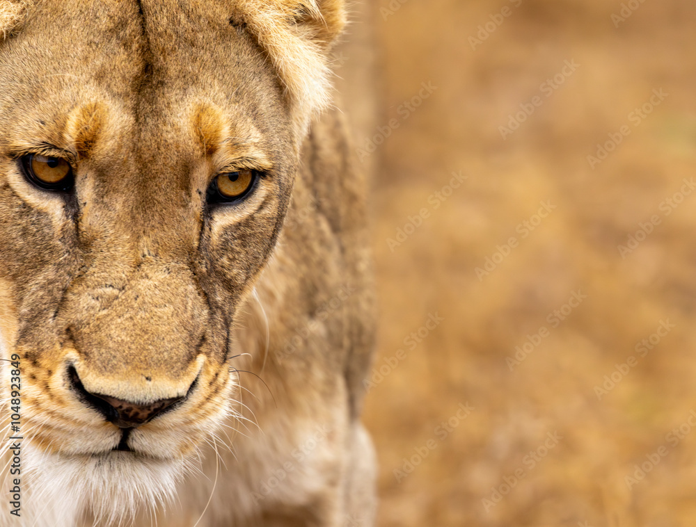 Lions in the Savannah, South Africa Lions in the Savannah, South Africa