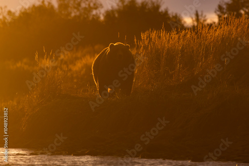 Kodiak bear in sunrise