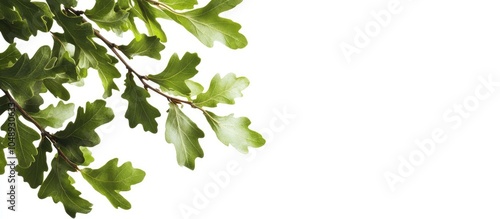 Oak leaves set against a wh...