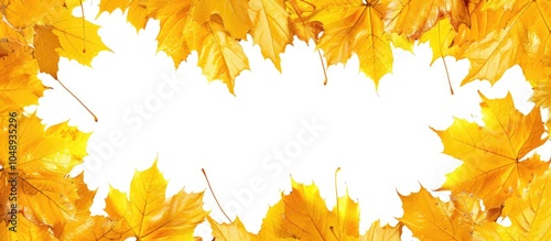 Frame of yellow autumn mapl...