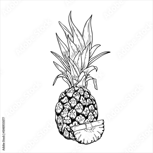 Vector pineapple with leaves and slice hand drawn isolated illustration. Whole tropical ananas fruit stylized monochrome graphic sketch. Sweet dessert for package decor. menu, recipes.
