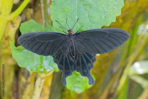 Crow Swallowtail butterfly (Papilio bianor), perched, resting, basking with wings spread, captive bred. photo