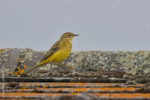 Western Yellow Wagtail (Motacilla flava flavissima) on a roof, Norfolk, UK.