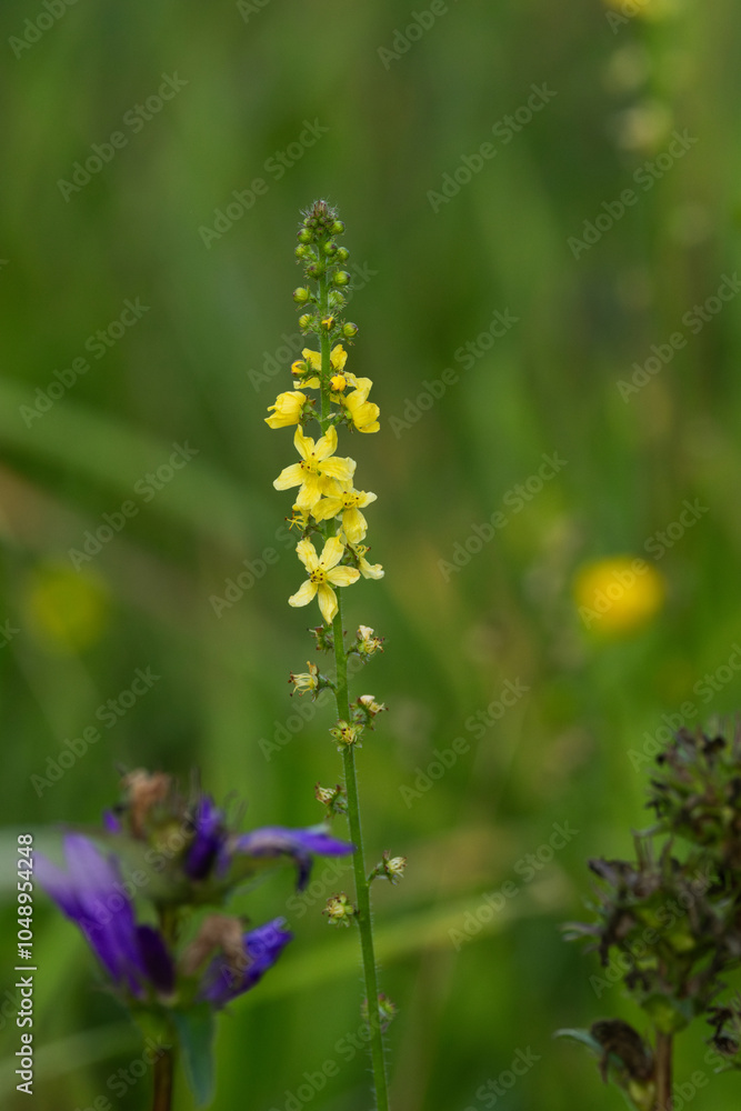 Close-up of a perennial herbaceous plant, the Common agrimony flowers on a wild meadow in rural Estonia, Northern Europe Close-up of a perennial herbaceous plant, the Common agrimony flowers on a wild meadow in rural Estonia, Northern Europe