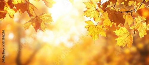 Yellow autumn maple leaves in a forest Selective focus Blurred background of autumn nature concept banner with copy space