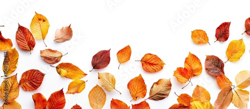 Vibrant autumn leaves set a...