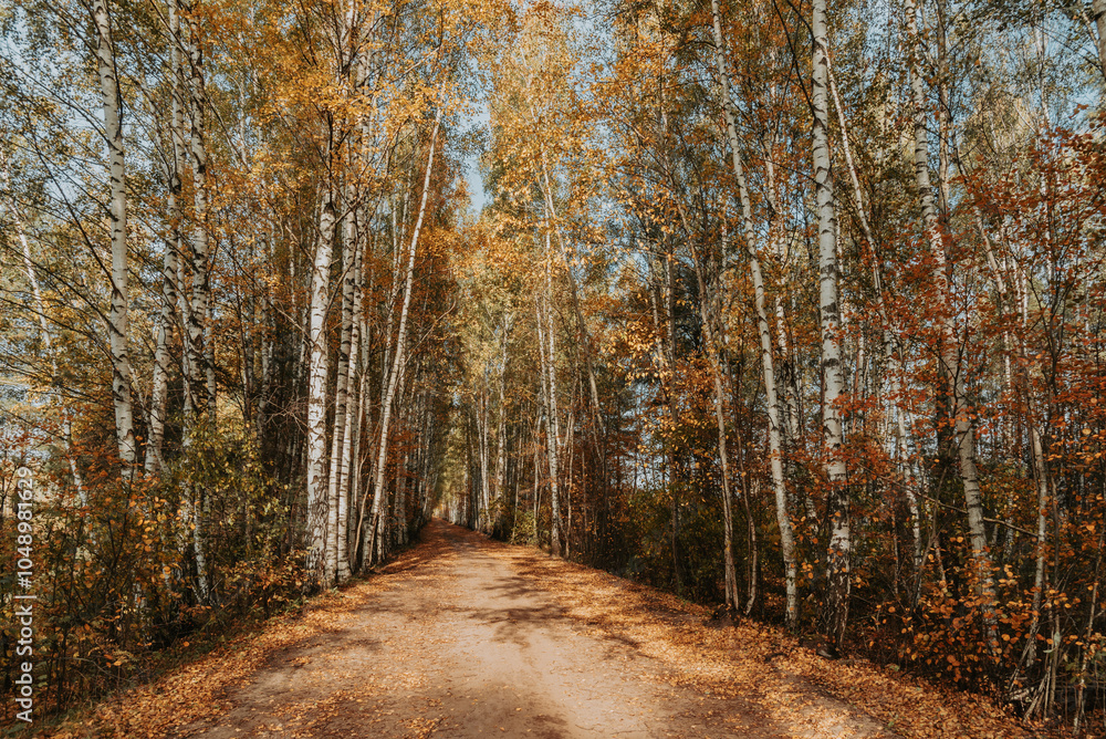 Fototapeta premium Beautiful birch tree alley at Autumn