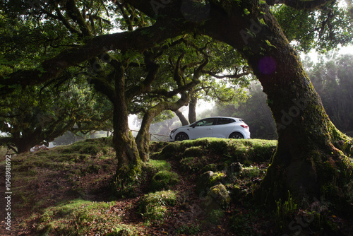A car stopped in a magical laurel forest.