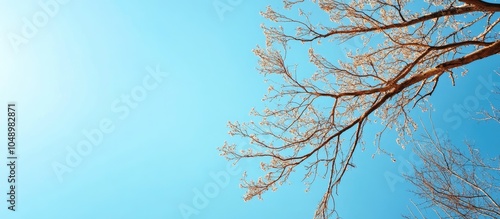 Tree branches set against t...