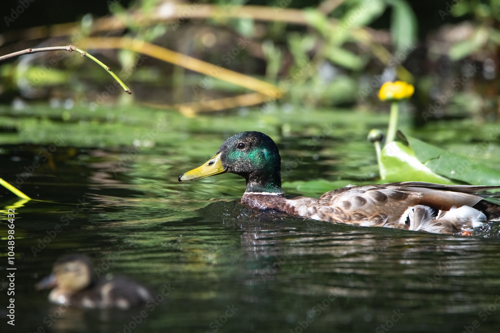 Obraz premium Beautiful wild ducks are swimming in the pond.