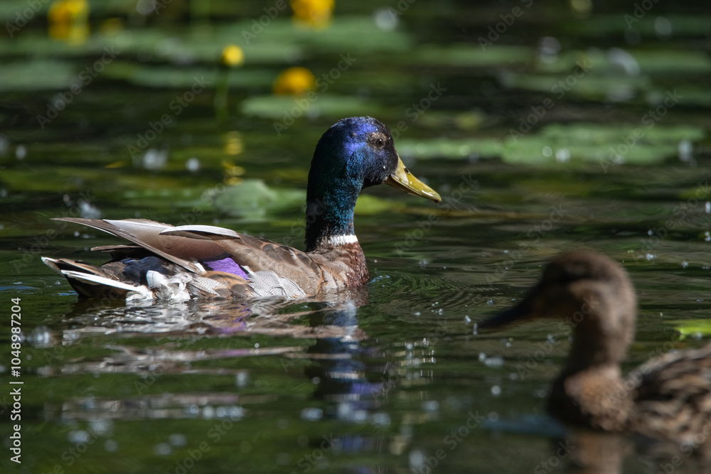 Obraz premium Beautiful wild ducks are swimming in the pond.