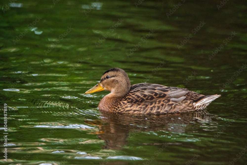Beautiful wild ducks are swimming in the pond. Beautiful wild ducks are swimming in the pond.
