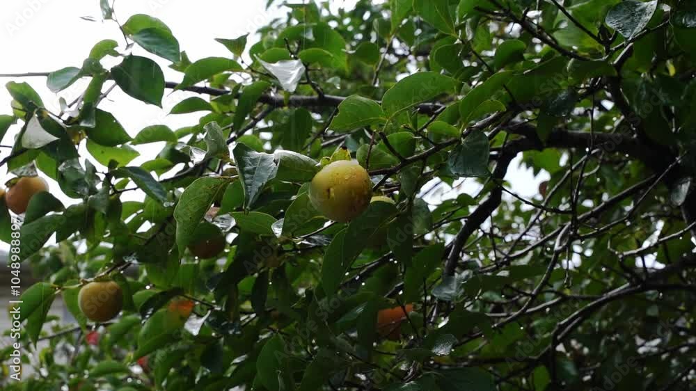the rain drops on the fruit trees