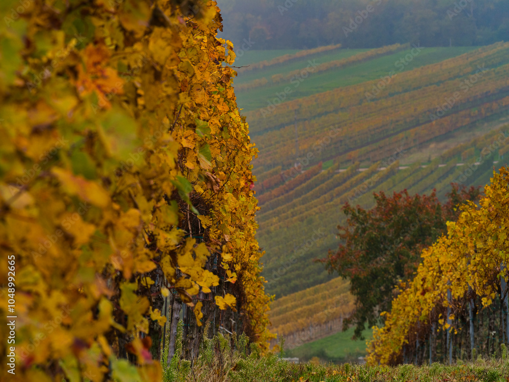 Fototapeta premium Herbst im Weingarten