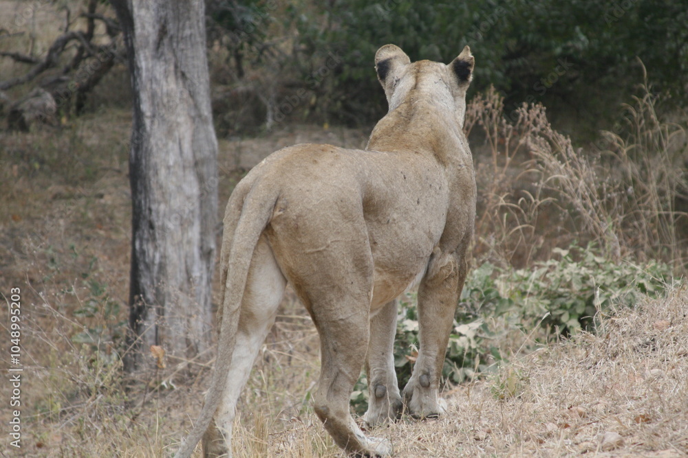 Fototapeta premium lioness in the wild