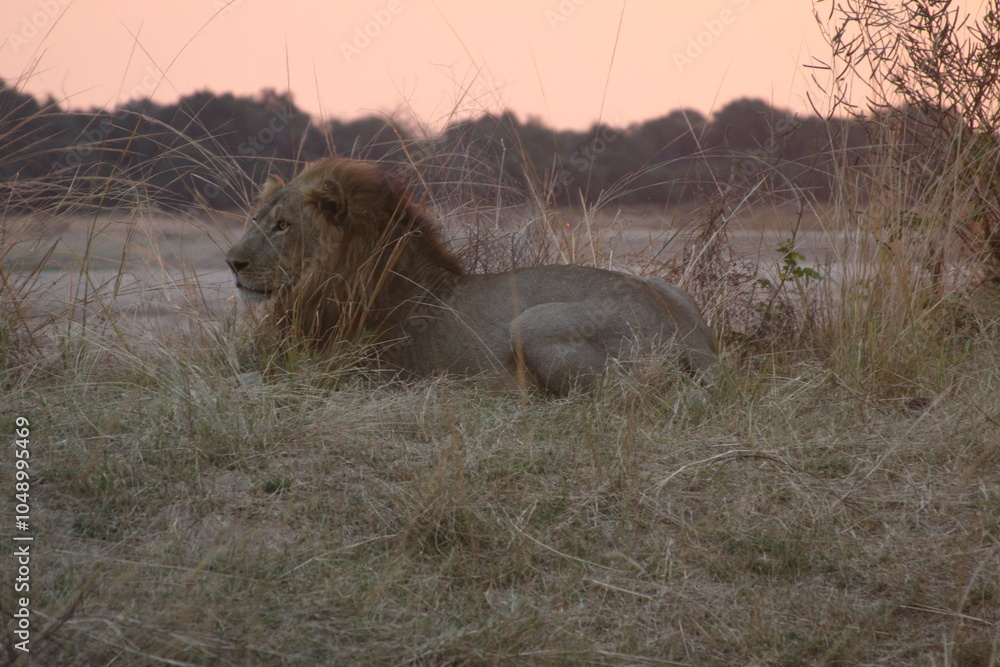 Obraz premium king of the jungle