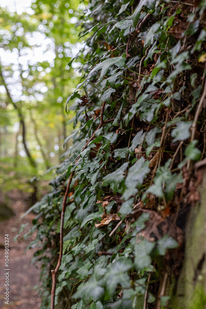 Fototapeta premium Dense ivy on an old stone wall