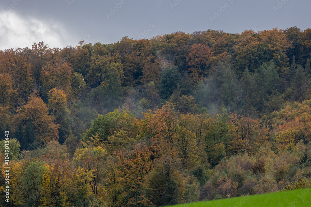 Fototapeta premium Autumnal forest landscape with fog